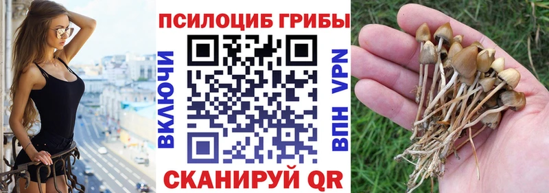 Псилоцибиновые грибы Cubensis  где найти наркотики  Петухово 